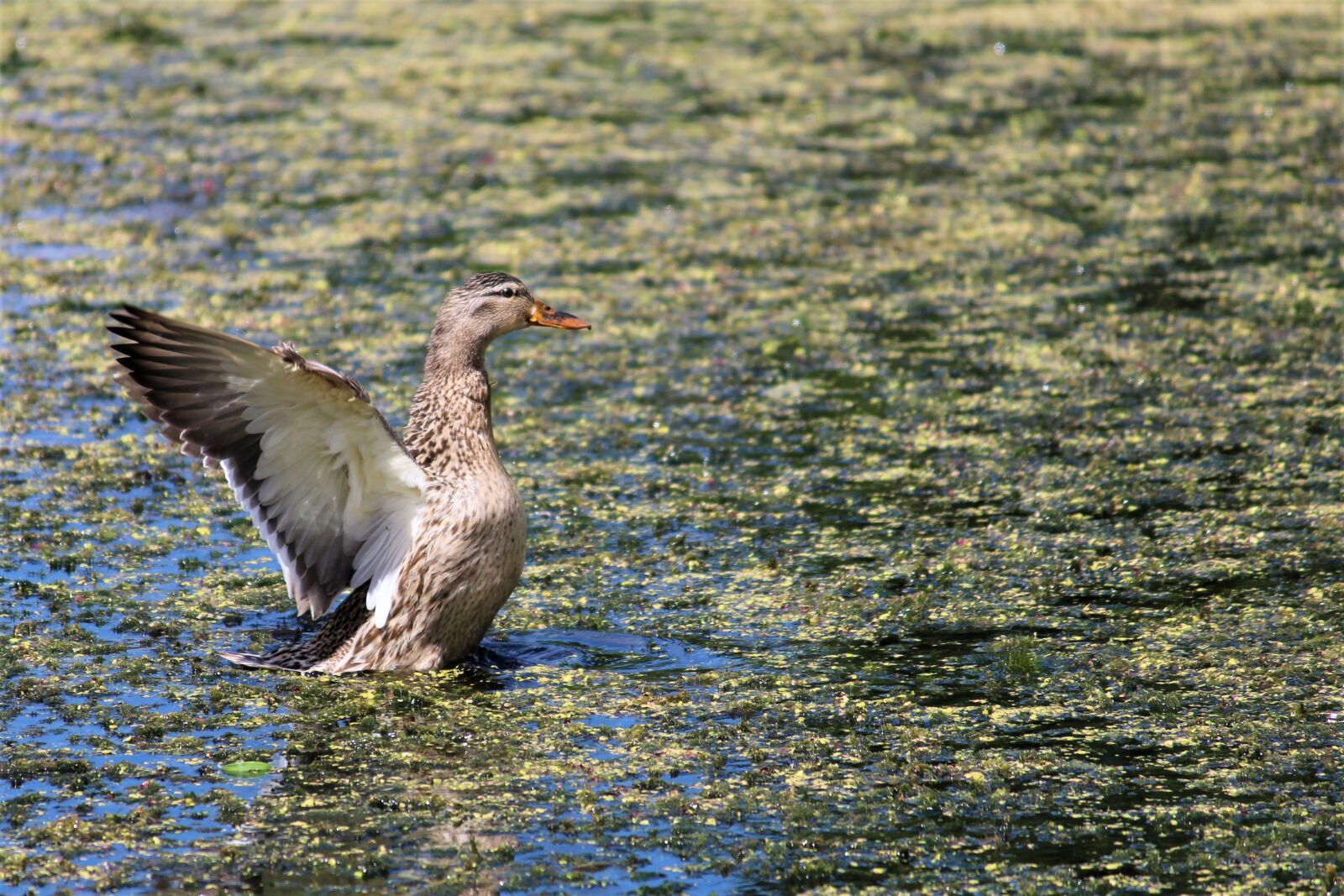Canon EOS 4000D (EOS Rebel T100 / EOS 3000D) sample photo. Duck, action, flying photography