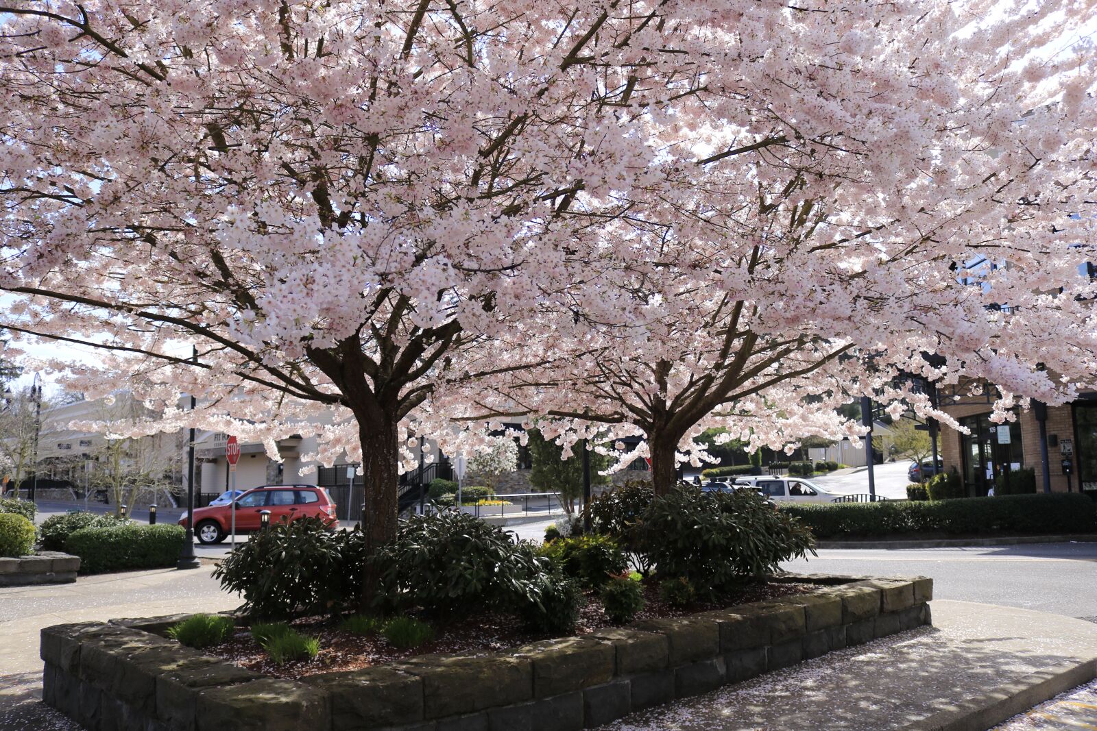 Canon EOS 750D (EOS Rebel T6i / EOS Kiss X8i) sample photo. Cherry blossom, spring, pink photography