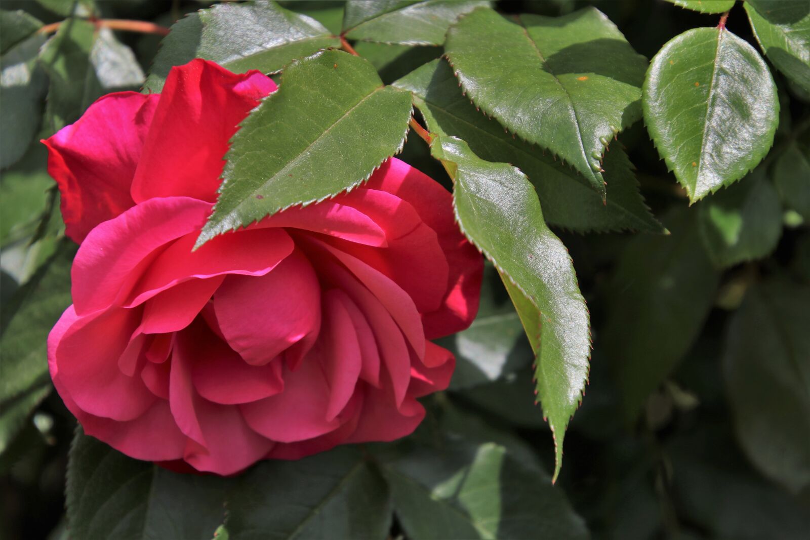 Canon EOS 80D sample photo. Red rose, flower, rose photography