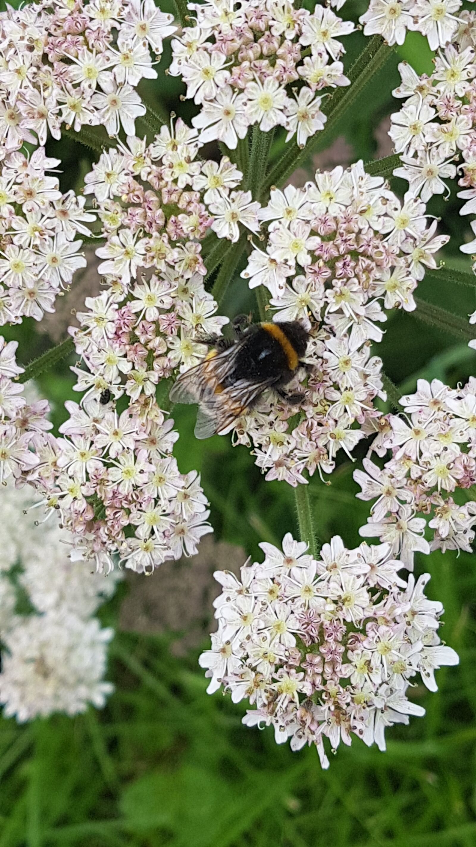 Samsung Galaxy S7 sample photo. Bumble bee, summer, flower photography