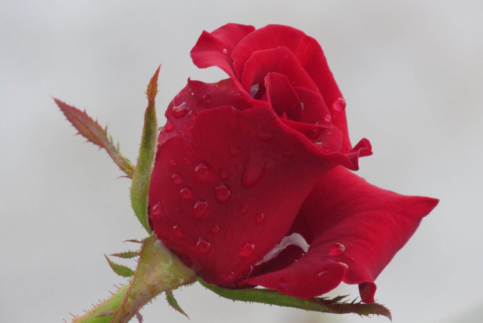 Canon PowerShot SX530 HS sample photo. Red rose, dew, flower photography