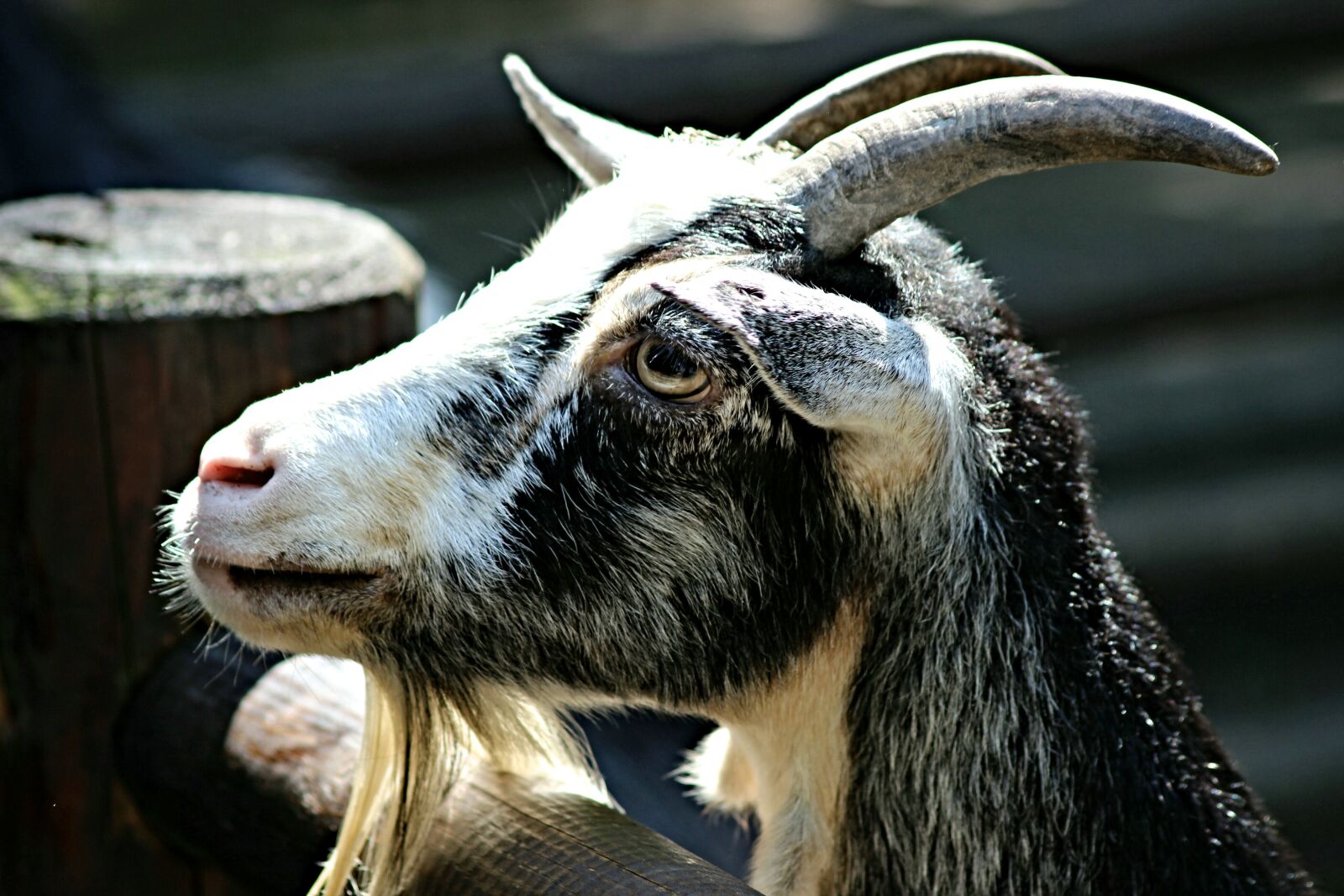 Canon EOS 600D (Rebel EOS T3i / EOS Kiss X5) sample photo. Goat, goat's head, horns photography
