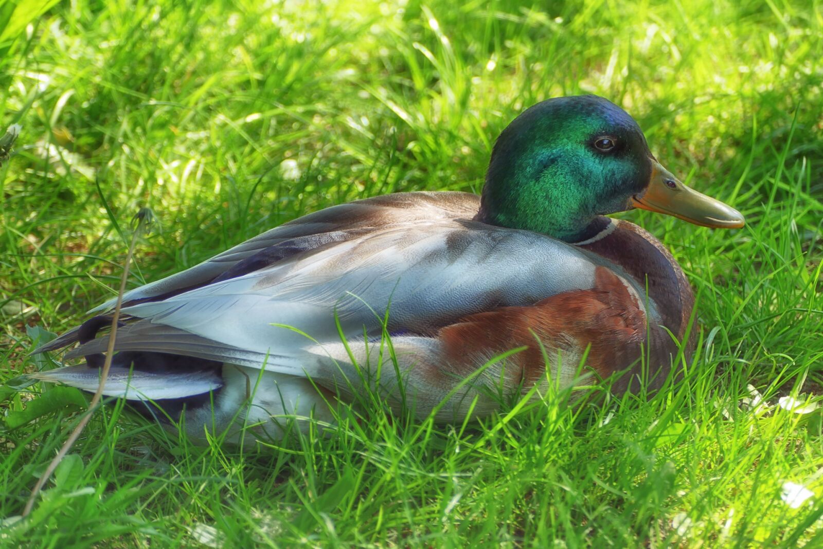 Panasonic Lumix DMC-FZ1000 sample photo. Duck, mallard, drake photography