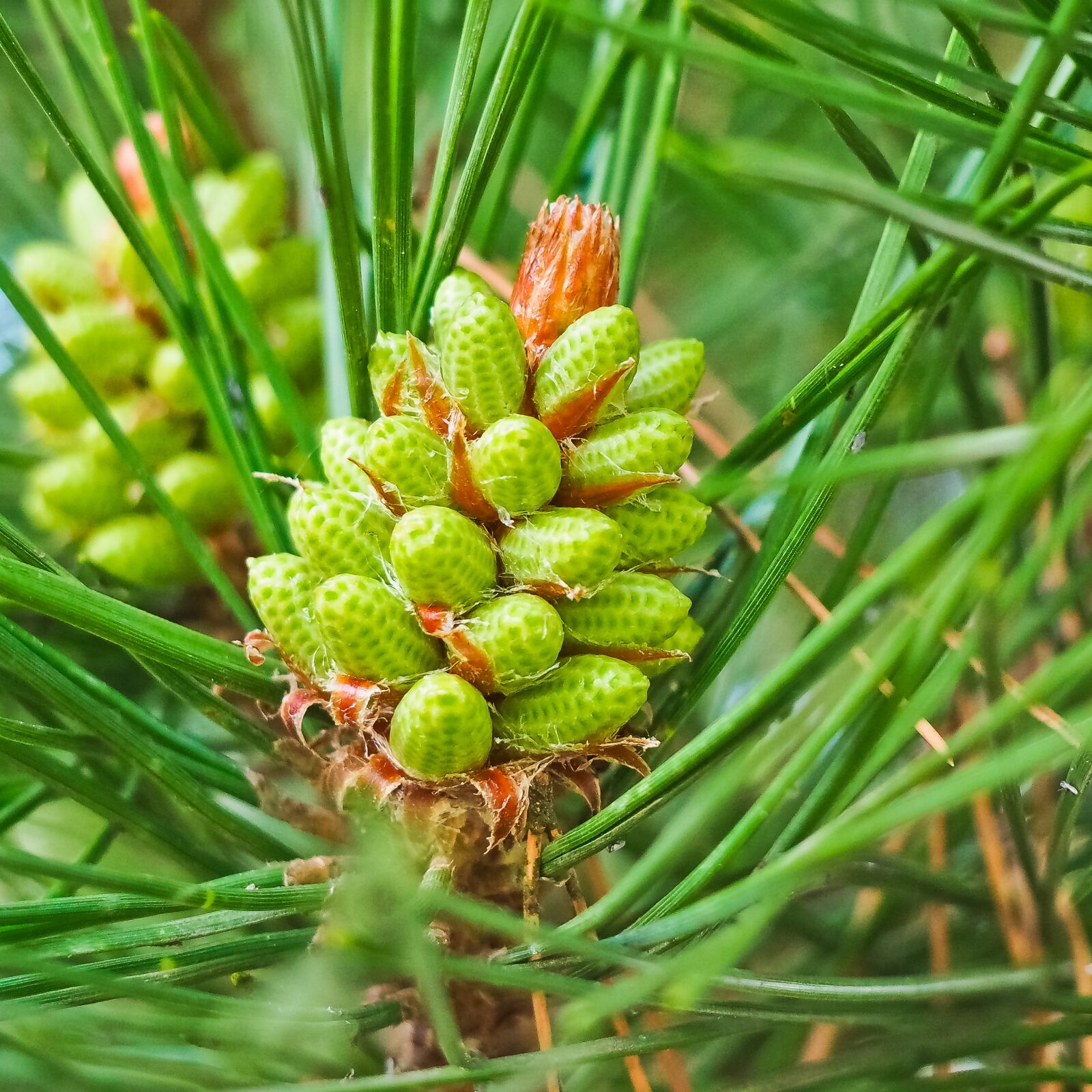 Olympus OM-D E-M10 sample photo. Pine, pinus, two needles photography