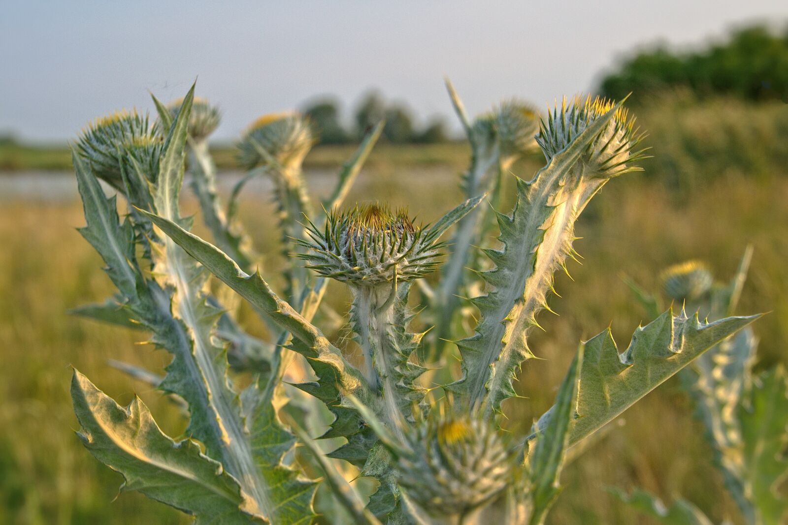 Nikon D5600 sample photo. Thistle, nature, plant photography