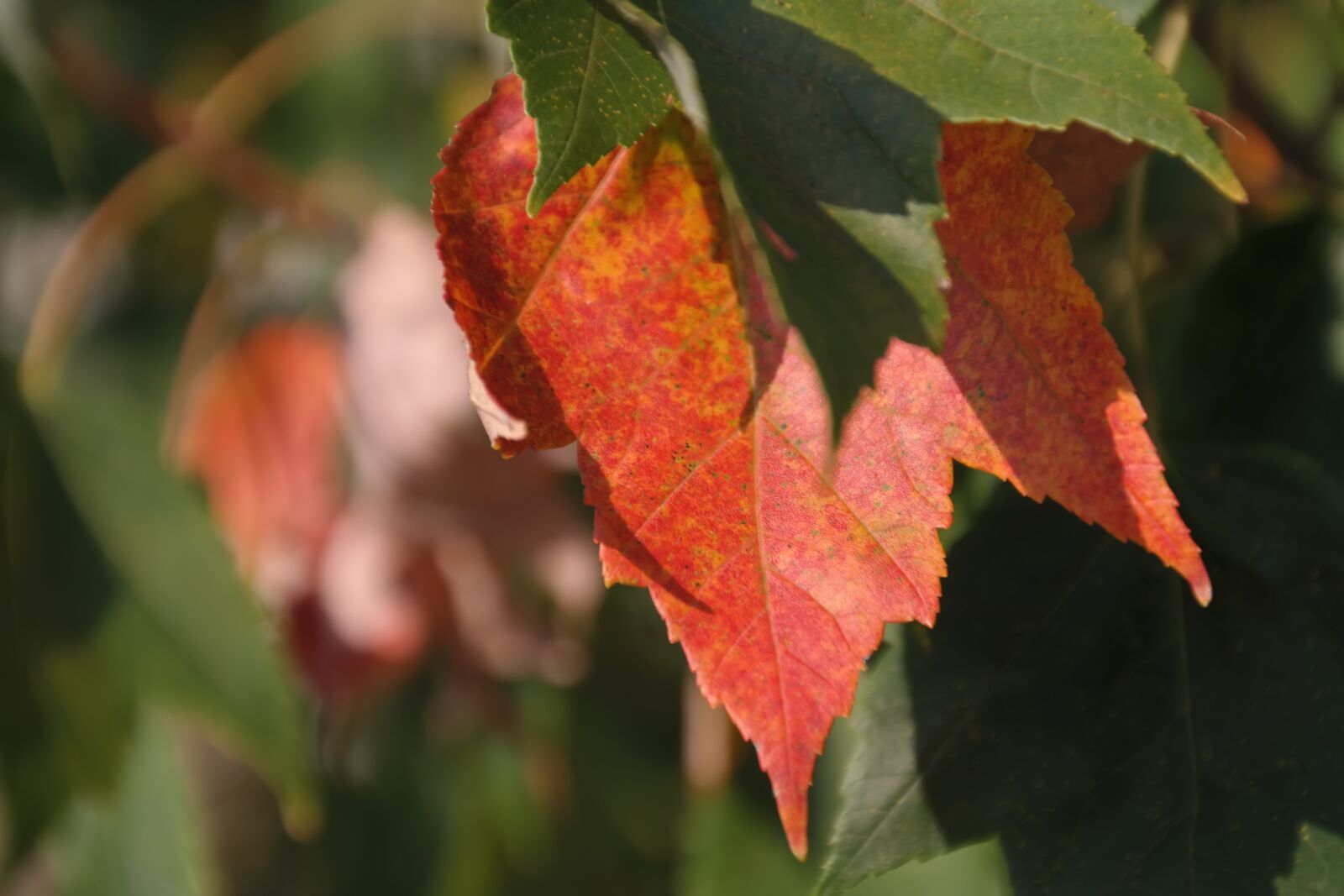 Samsung NX300 sample photo. Autumn, fall foliage, red photography