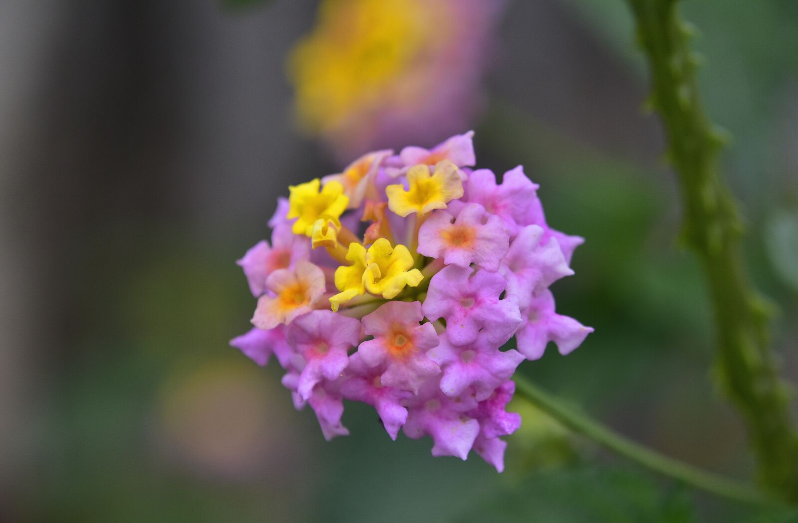 Nikon D7200 sample photo. Flower, garden, nature photography