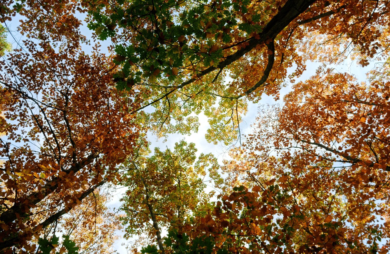 Nikon D3100 sample photo. Trees, forest, autumn photography