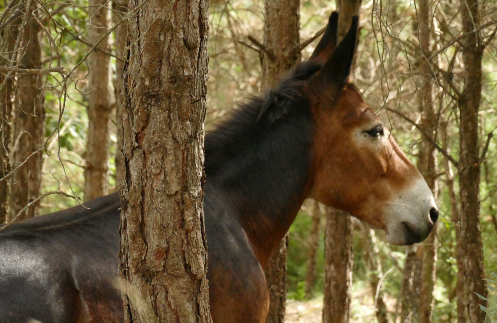 Panasonic Lumix DMC-FZ1000 sample photo. Mule in the forest photography