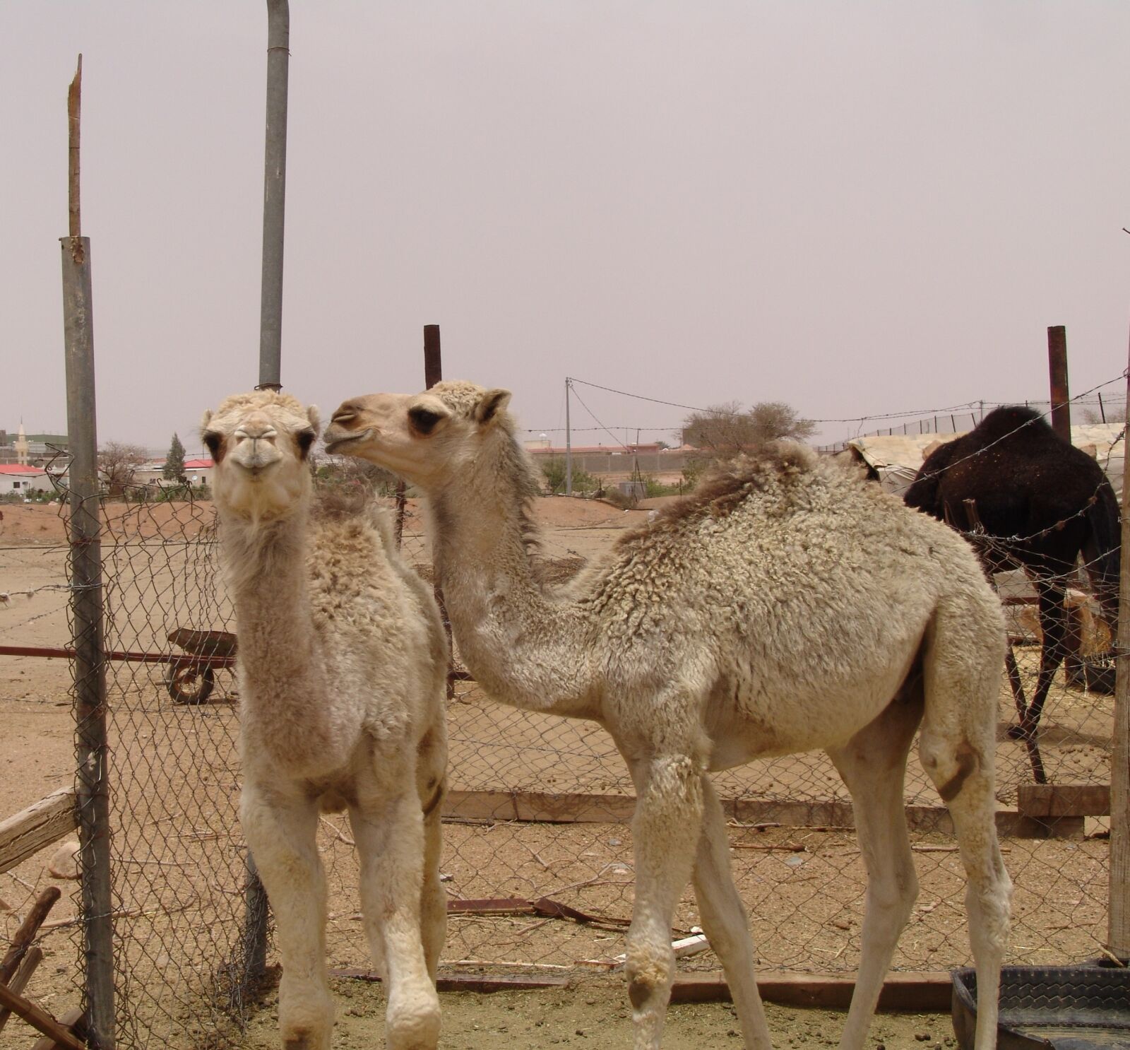 Sony DSC-F828 sample photo. Camel, taif, the offspring photography