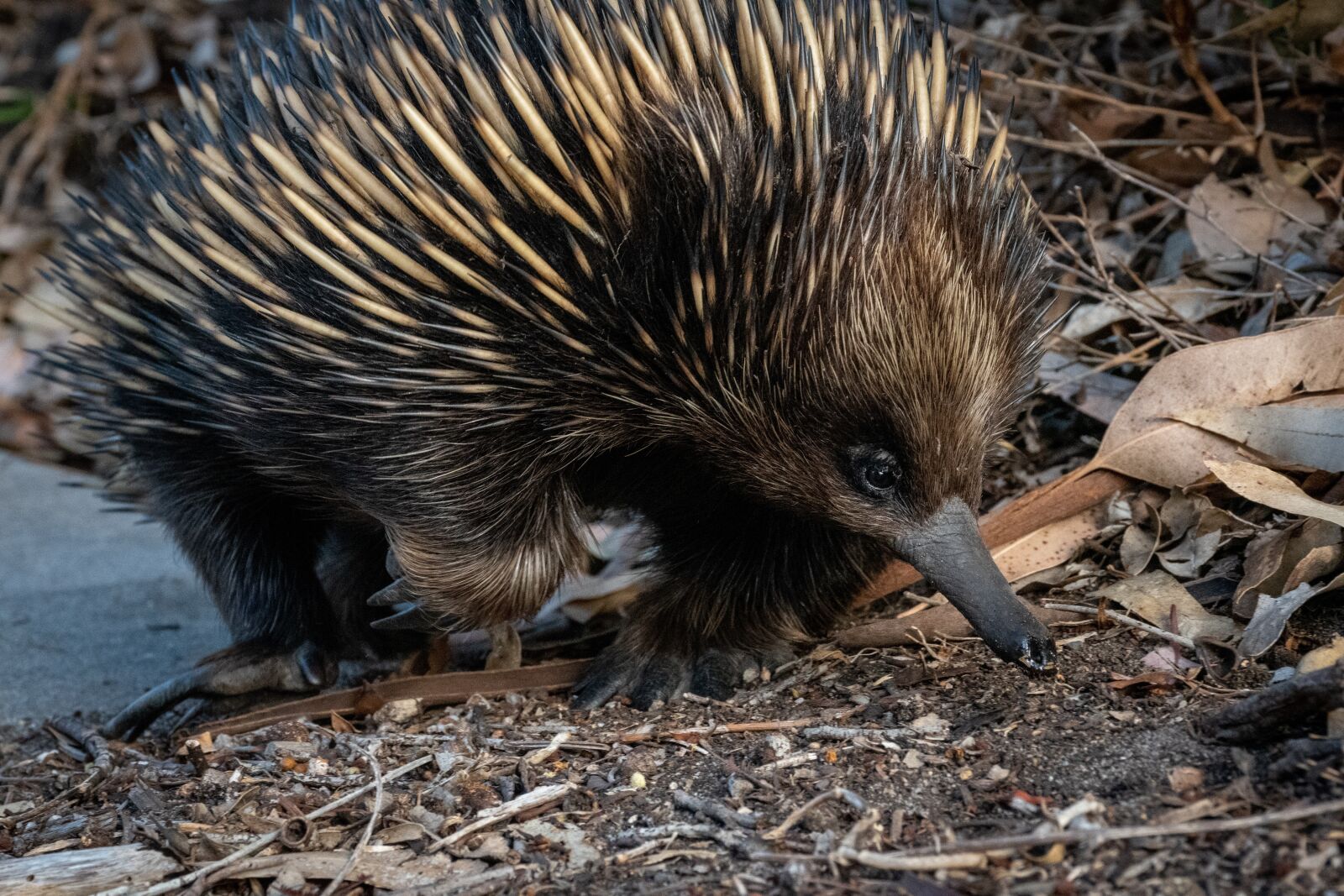 Nikon D5600 sample photo. Echidna, hedgehog, animal photography