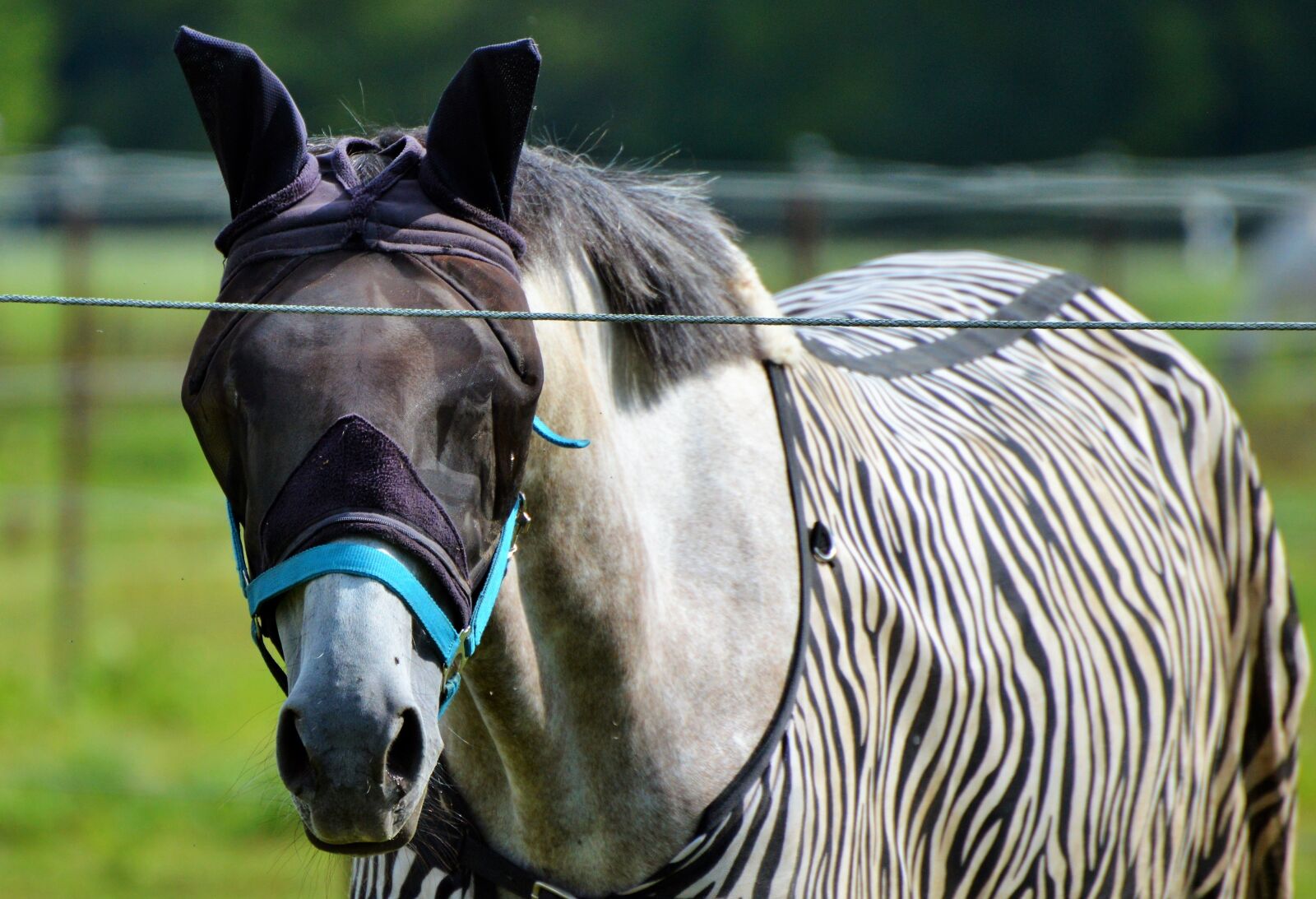 Nikon D3200 sample photo. Horse, flying hat, fly photography