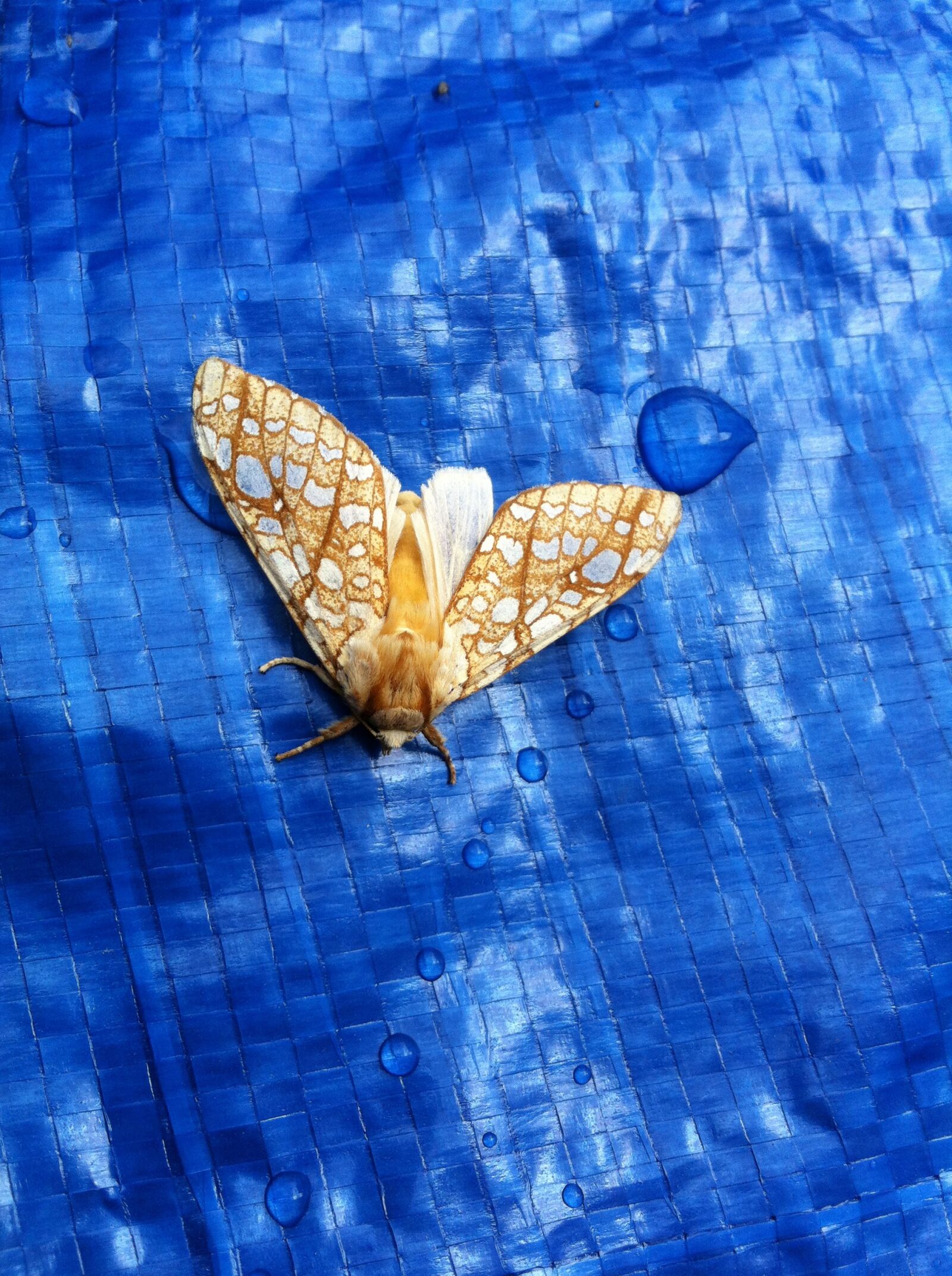Apple iPhone 4 sample photo. Moth, gold, yellow photography