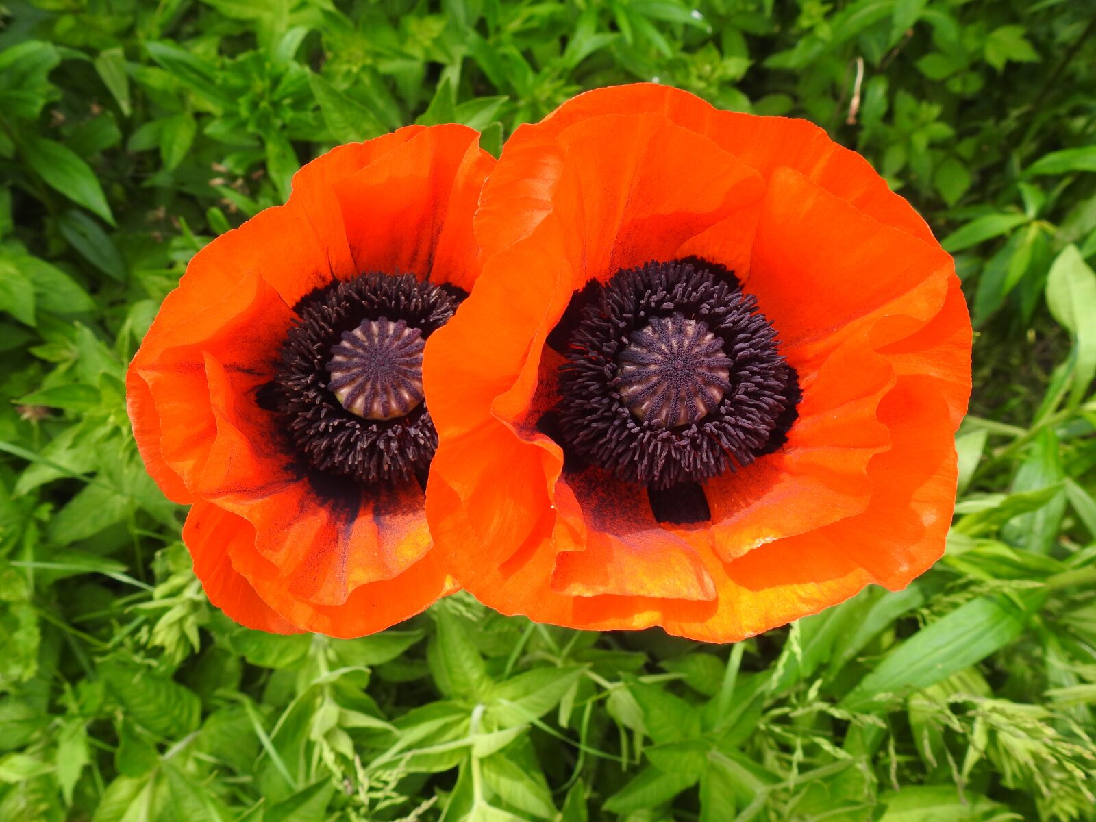 Nikon Coolpix P900 sample photo. Poppy, poppy flower, carrot photography