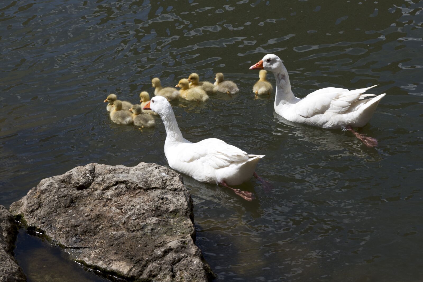 Canon EOS 6D sample photo. Ducks, river, fauna photography