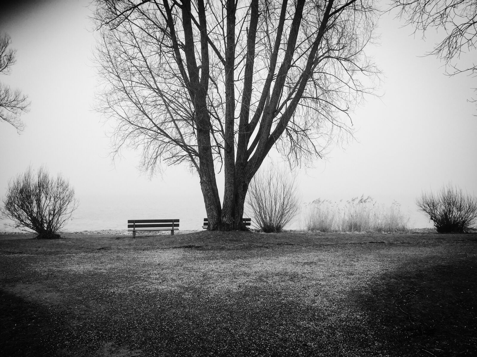 Apple iPhone 6 sample photo. Lake constance, tree, bank photography
