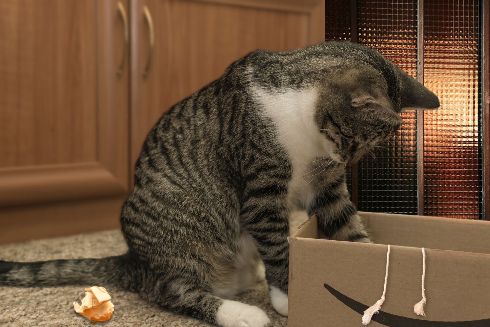 30mm F1.4 DC DN | Contemporary 016 sample photo. Cat, european shorthair, race photography