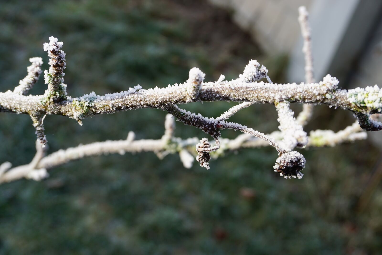 Sony a6000 sample photo. Branch, nature, hoarfrost photography