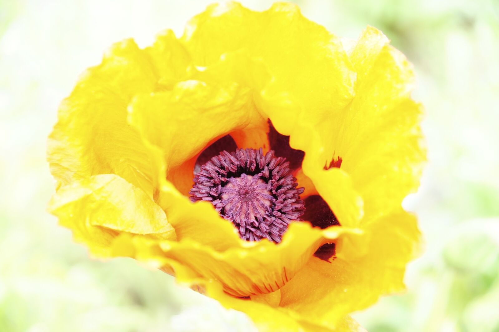 Sony Alpha DSLR-A550 sample photo. Flower, incomplete, flora photography