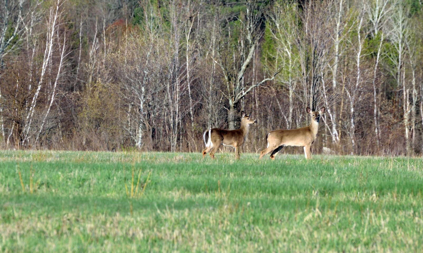 Nikon D5300 sample photo. Deers, animal, wildlife photography