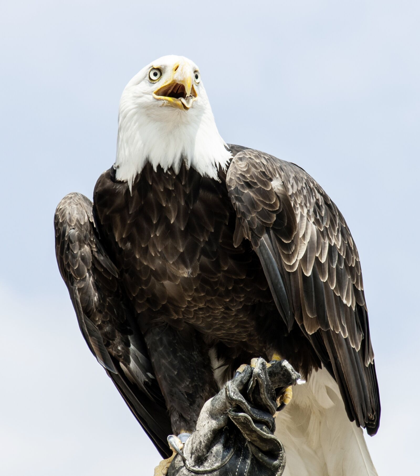 Canon EOS 400D (EOS Digital Rebel XTi / EOS Kiss Digital X) sample photo. Adler, animal, bald eagle photography