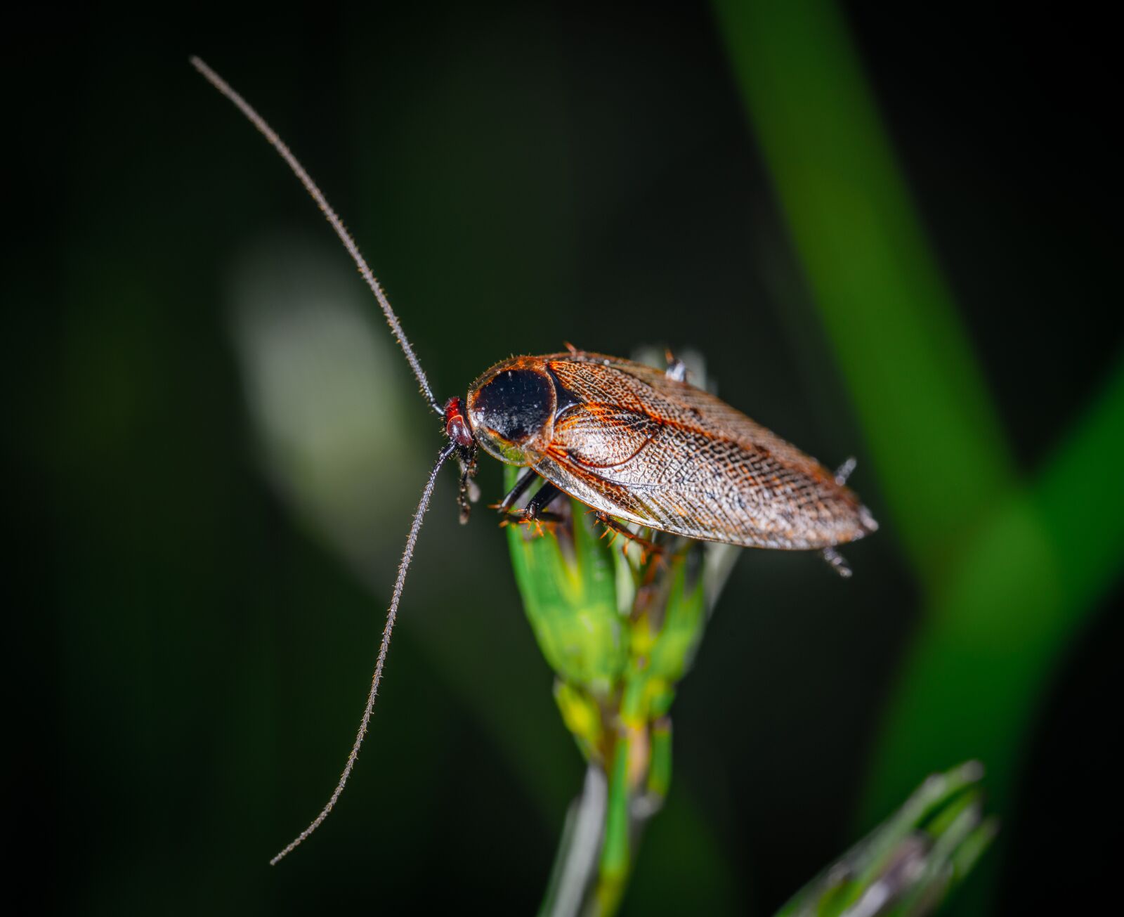 Sony a7R II sample photo. Cockroach, insect, macro photography