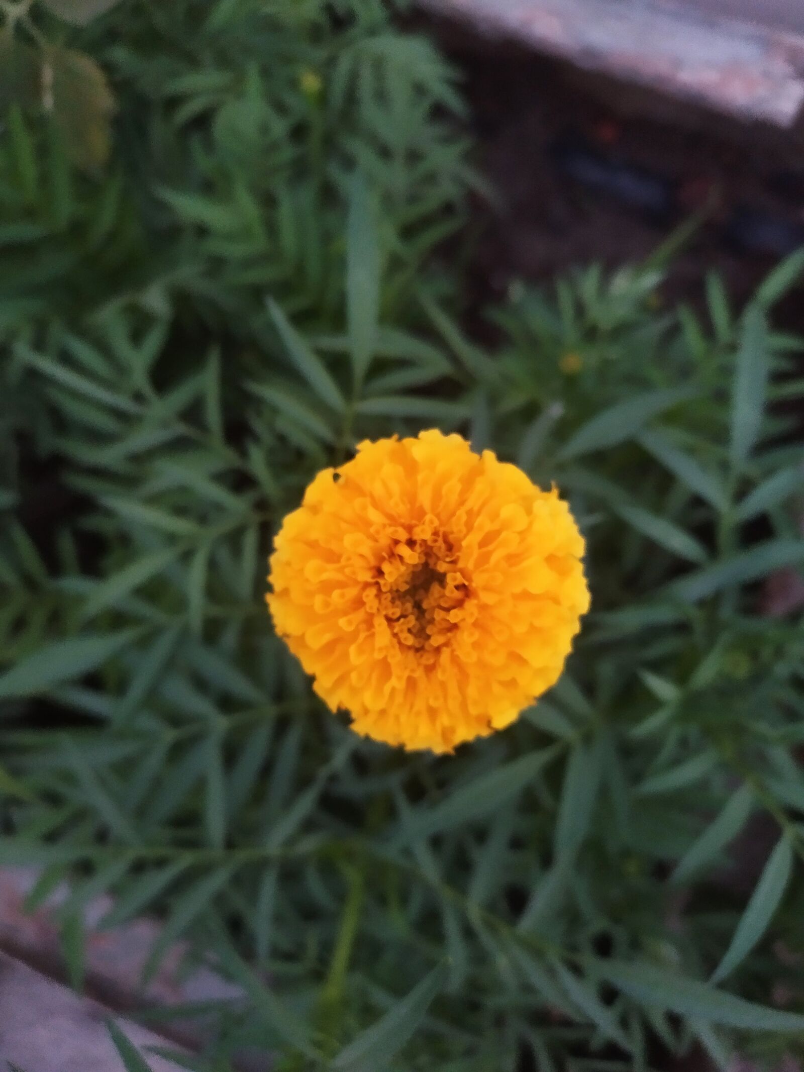 Xiaomi Redmi Note 7S sample photo. Flower, natural, garden photography