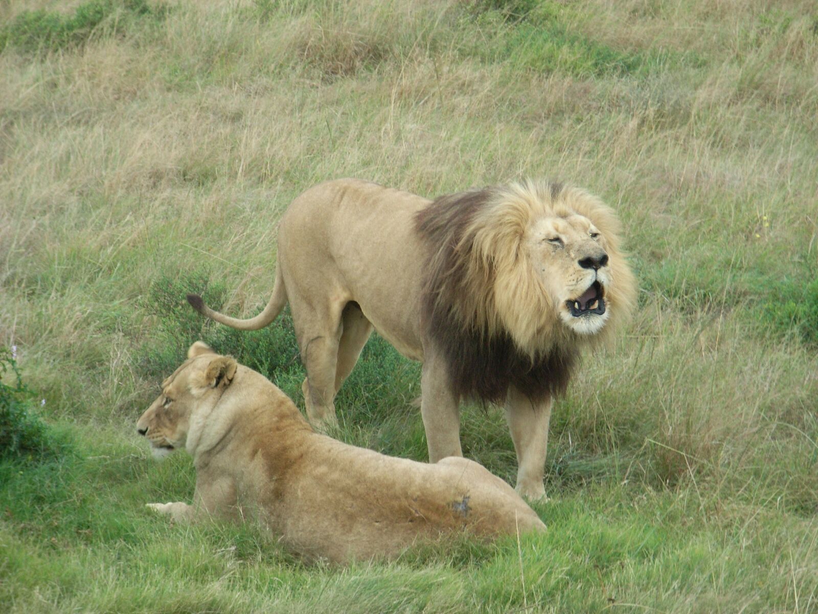 Ricoh Caplio R5 sample photo. South africa, lion, africa photography