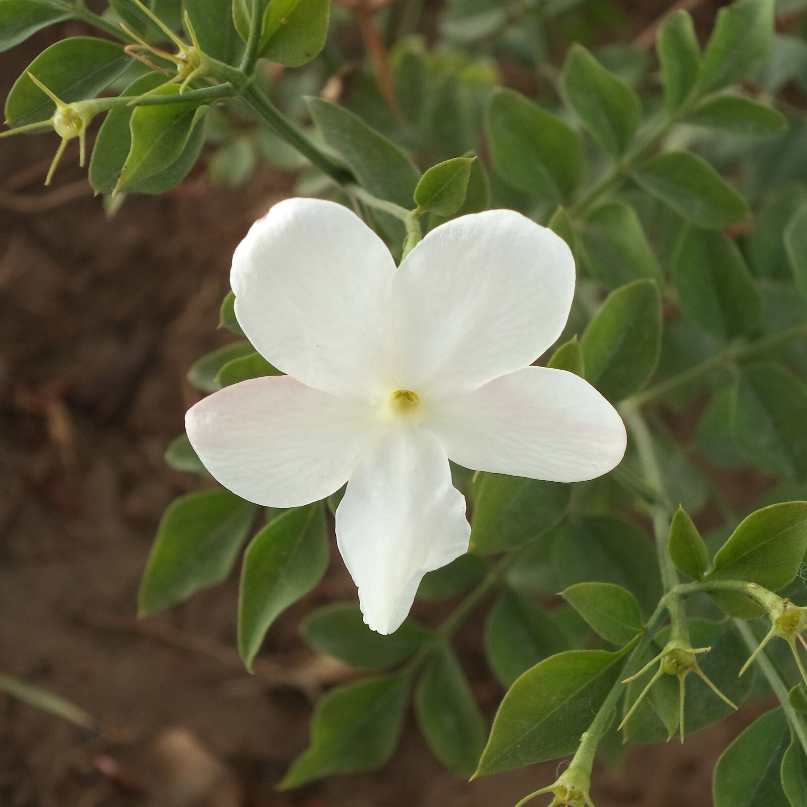 Sony Cyber-shot DSC-W710 sample photo. Jasmine, flower, foliage photography