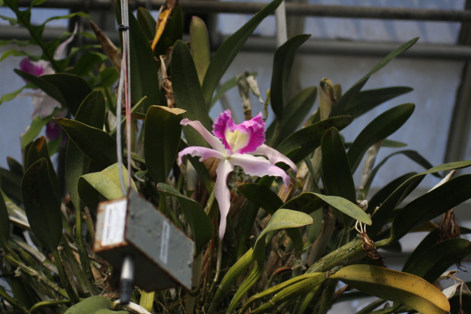 Sigma 50mm f/2.8 EX sample photo