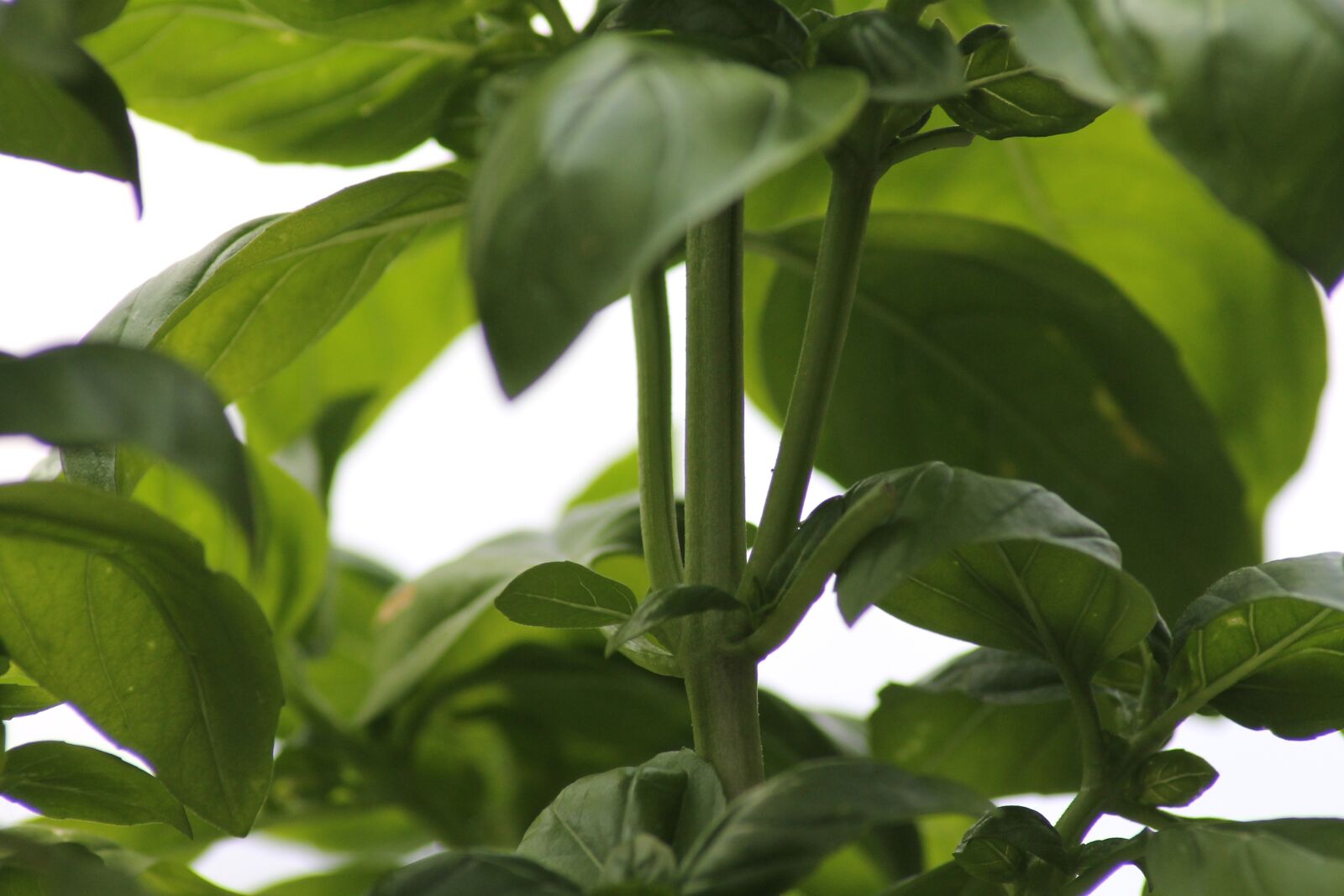 Canon EOS 1100D (EOS Rebel T3 / EOS Kiss X50) sample photo. Basil, herbs, eat photography