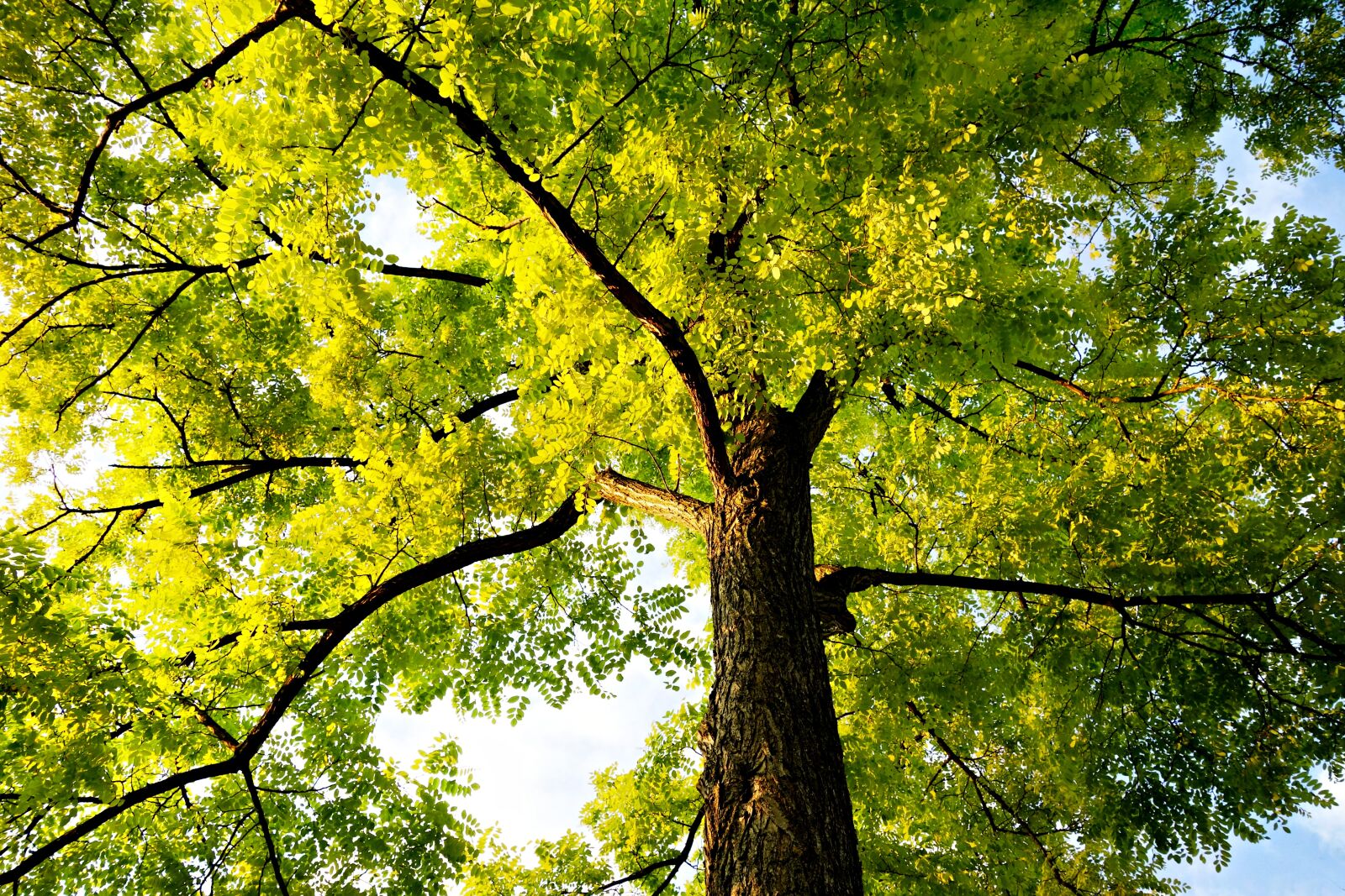 Sony Cyber-shot DSC-RX100 sample photo. Tree, treetop, trunk photography