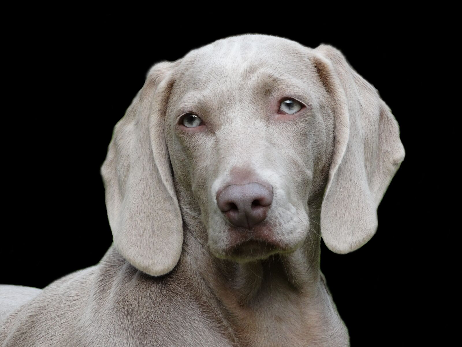 Sony Cyber-shot DSC-HX300 sample photo. Dog, weimaraner, pet photography