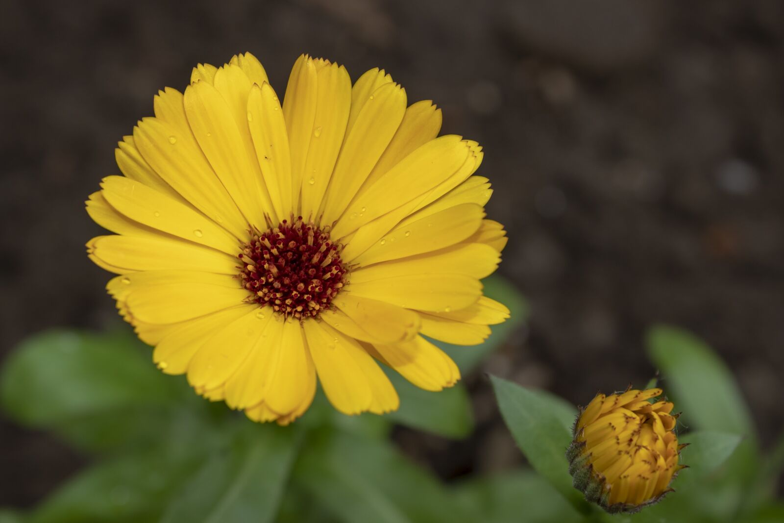 Canon EOS 1300D (EOS Rebel T6 / EOS Kiss X80) sample photo. Marigold, flower, flowers photography