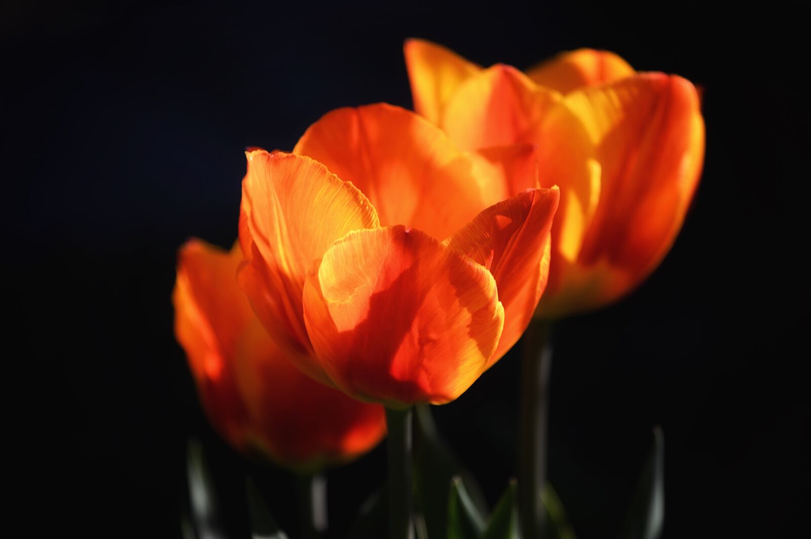 Nikon Z6 sample photo. Tulips, flowers, bouquet photography