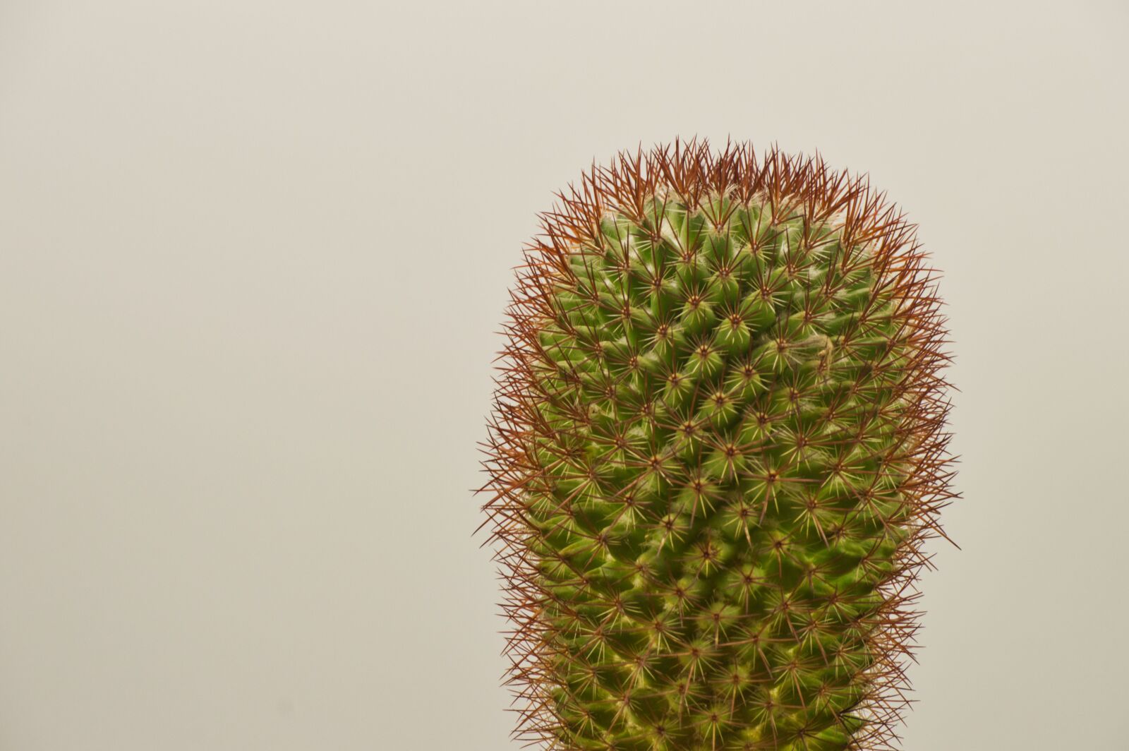 Nikon D3200 sample photo. Costa rica, cactus, exotic photography