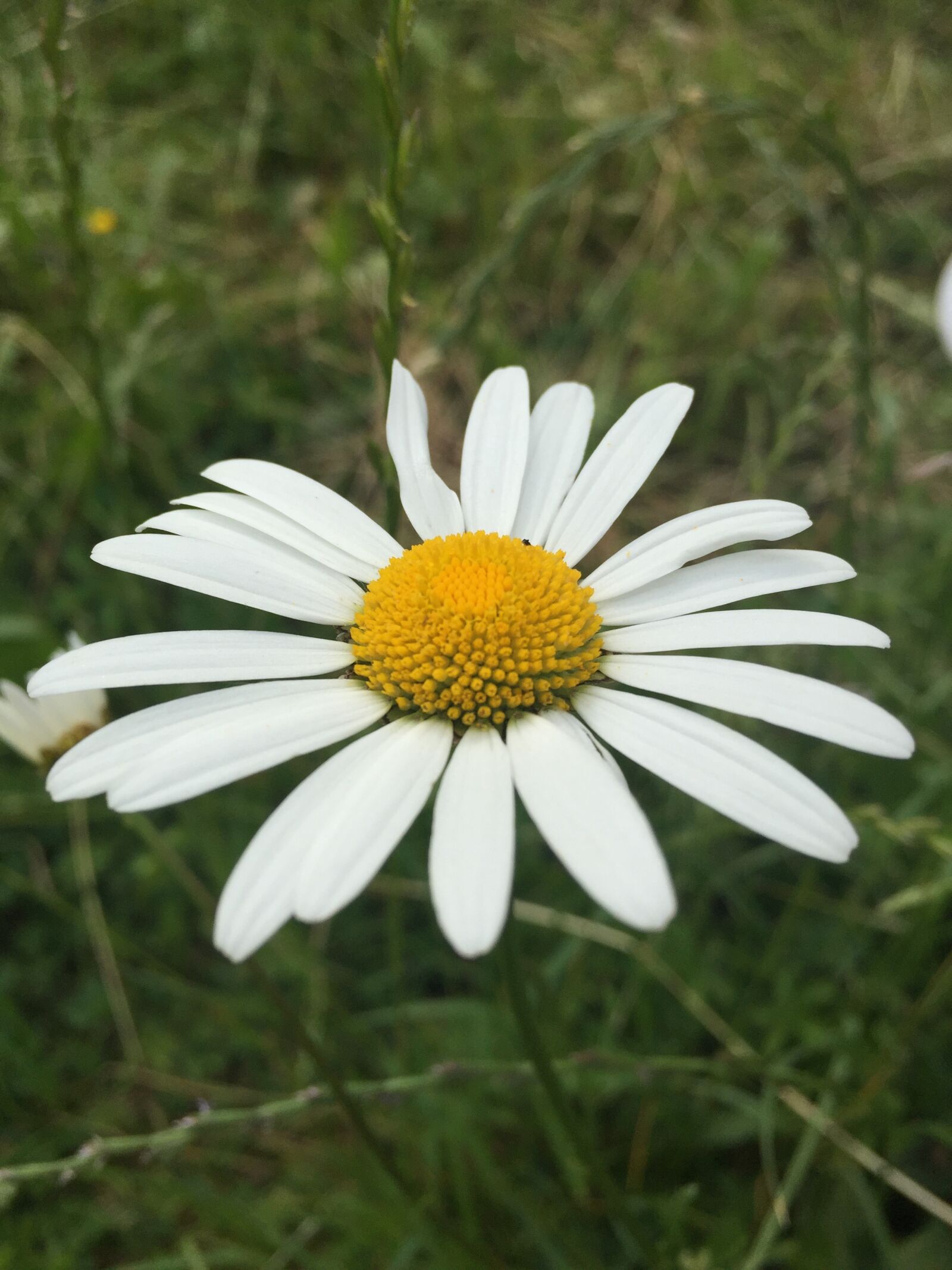 Apple iPhone 6 sample photo. Flower, meadow, daisies photography
