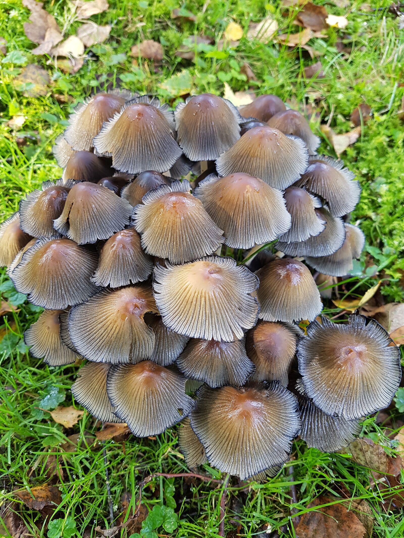 Samsung Galaxy S7 sample photo. Mushrooms, meadow, group photography