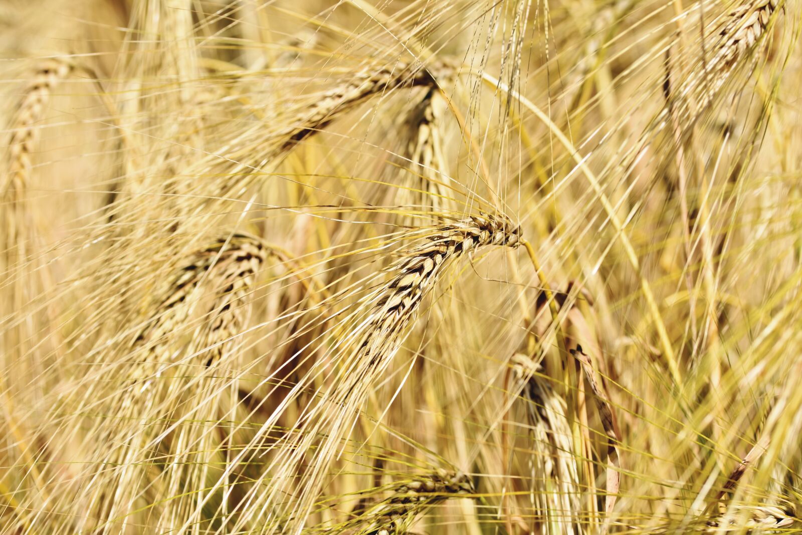 Nikon D7200 sample photo. Winter wheat, wheat, cereals photography