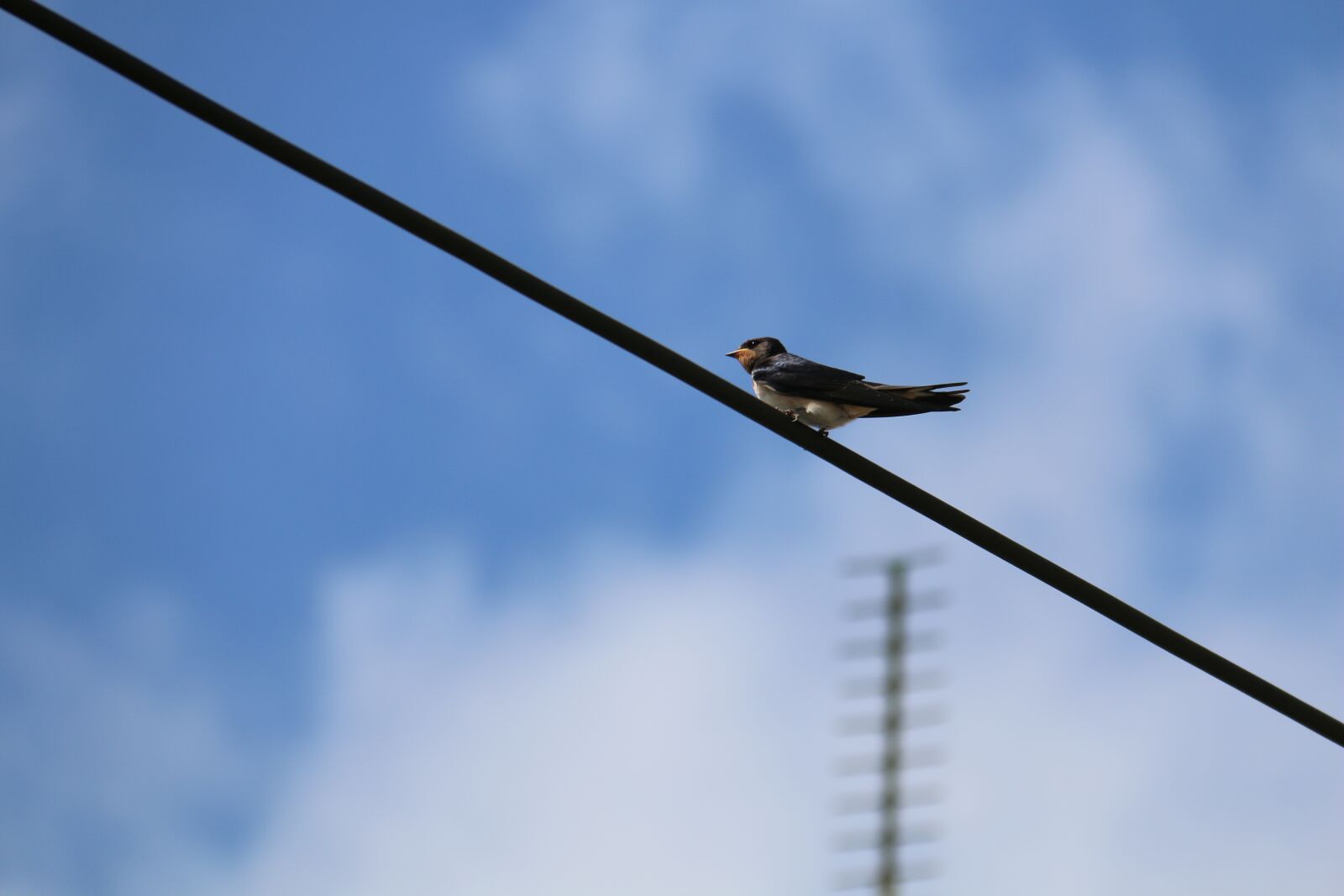 Canon EF-S 18-200mm F3.5-5.6 IS sample photo. Bird, sky, telephone cable photography