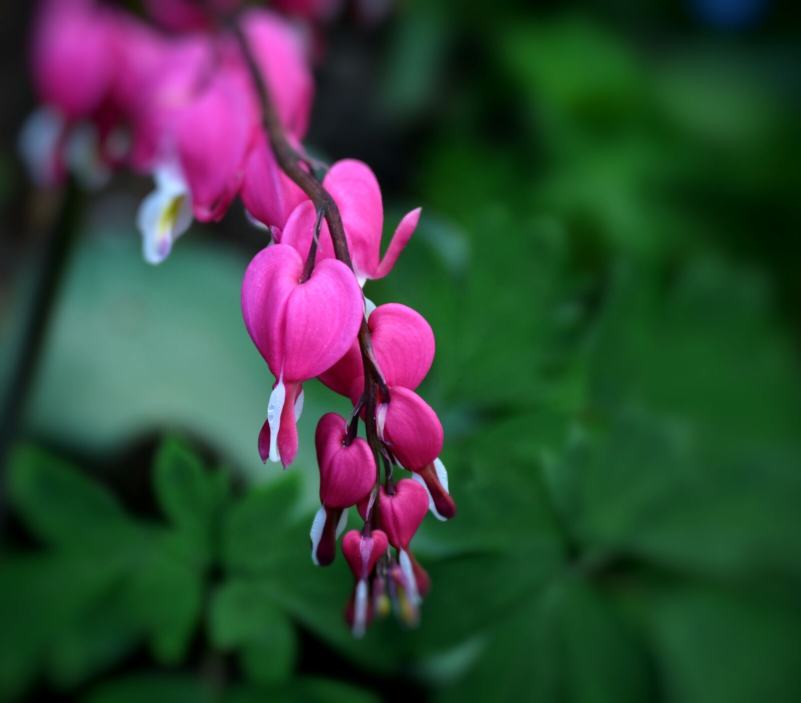Nikon D7200 sample photo. Bleeding heart, flowers, pink photography
