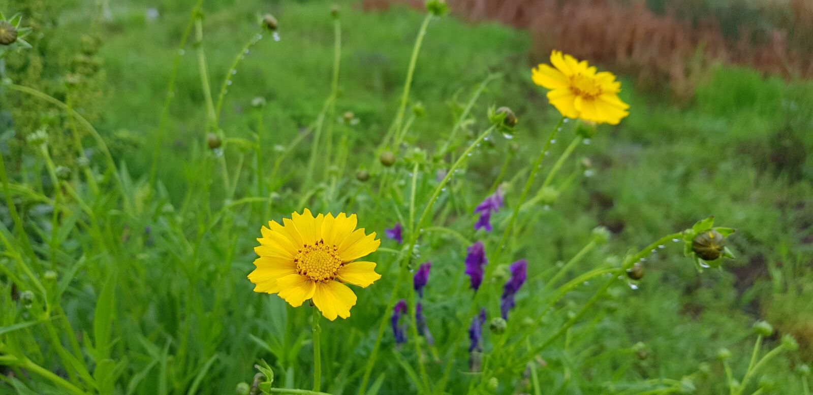 Samsung Galaxy S8+ sample photo. Spring, flowers, the net photography
