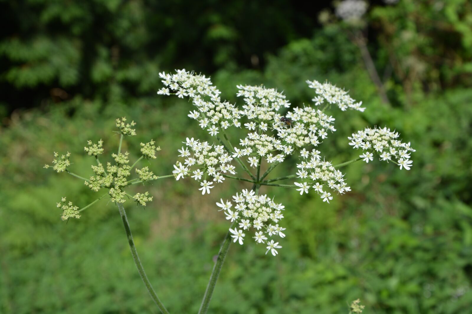 Nikon D5200 sample photo. Plant, c gue, wild photography