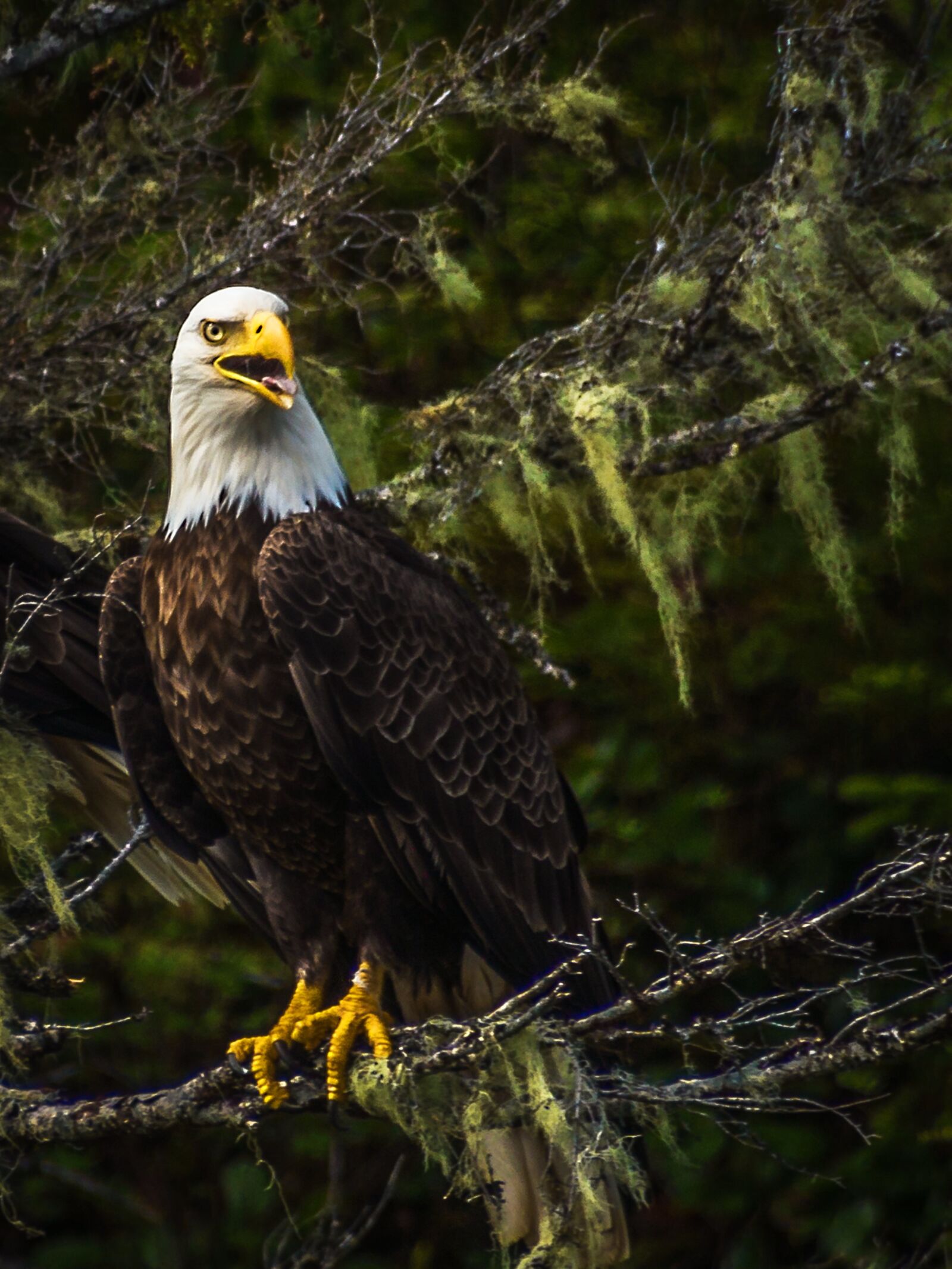 Sony SLT-A77 sample photo. Bald eagle, raptor, eyes photography