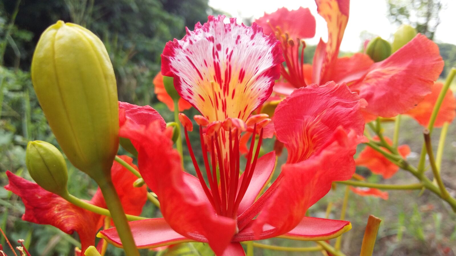 Samsung Galaxy A5 sample photo. Red flower, nature, flower photography