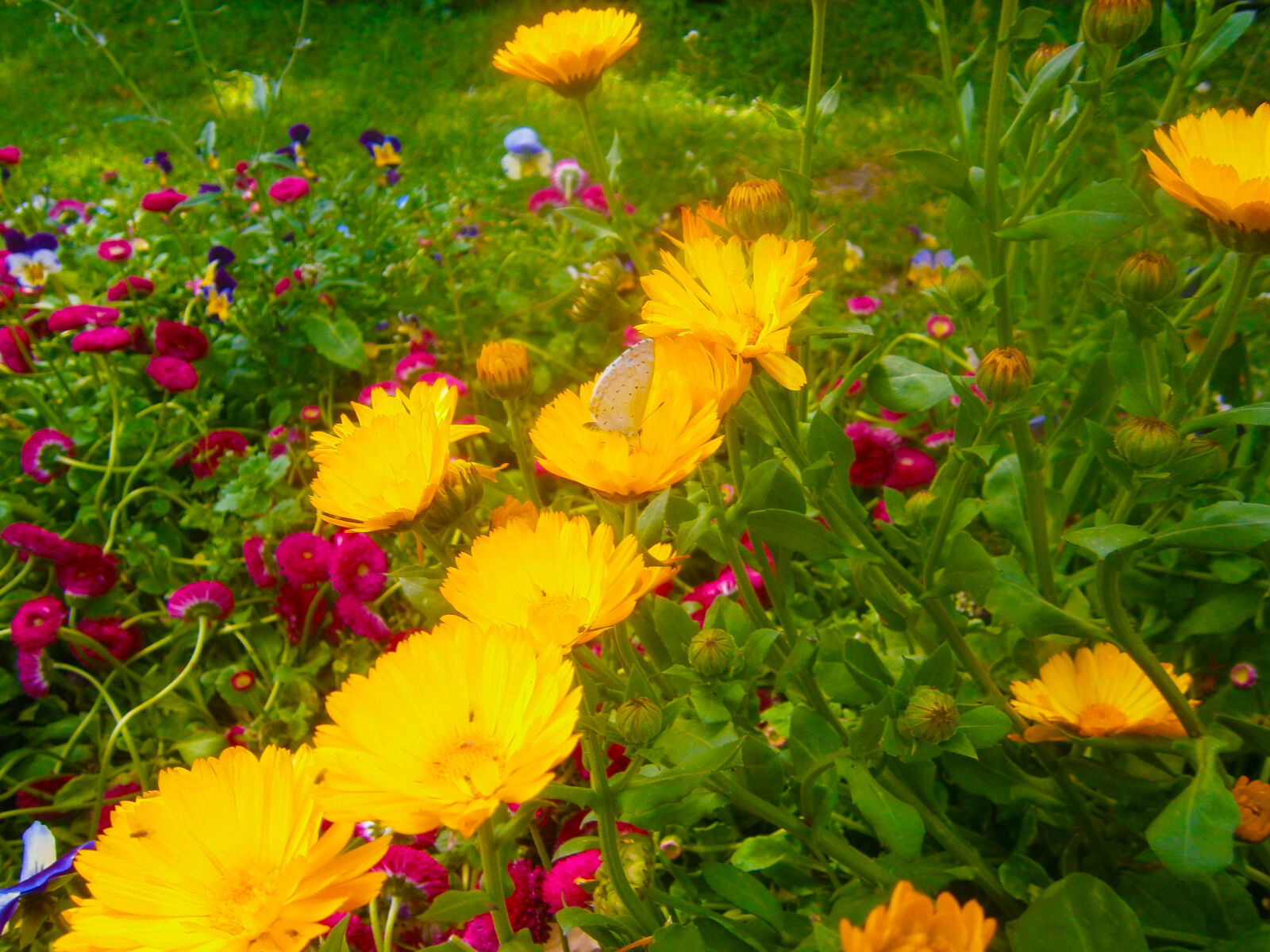 Olympus VG160,X990,D745 sample photo. Butterfly, flower, flower, garden photography