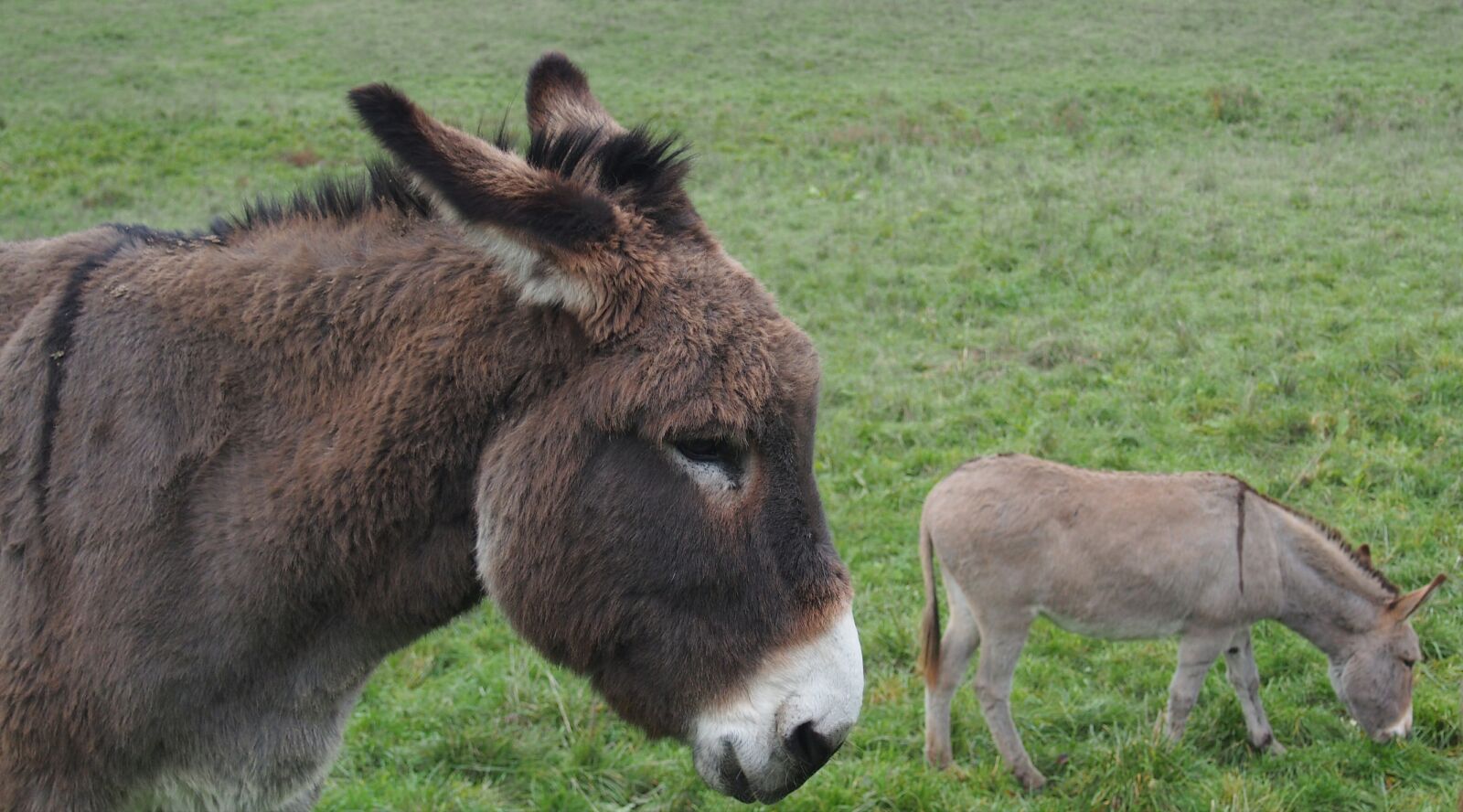 Olympus PEN E-PL6 sample photo. Animal, donkey, portrait photography