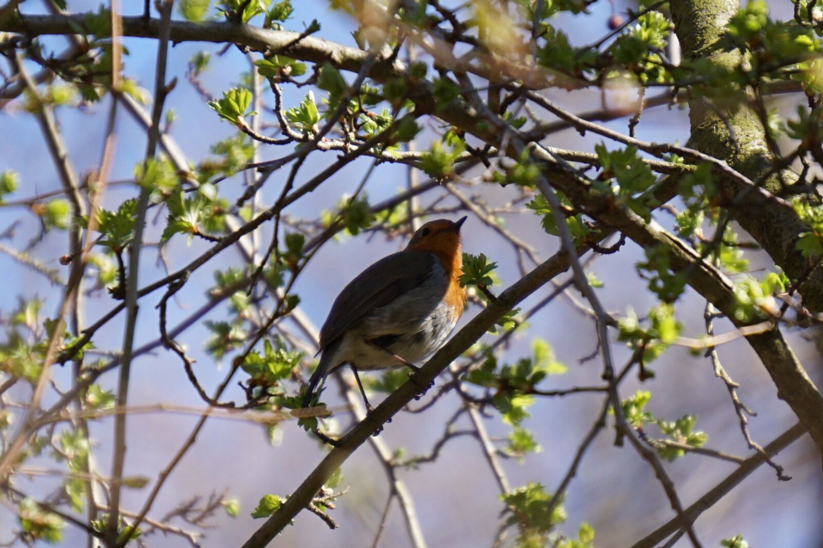 Sony a6000 sample photo. Robin, tree, nature photography
