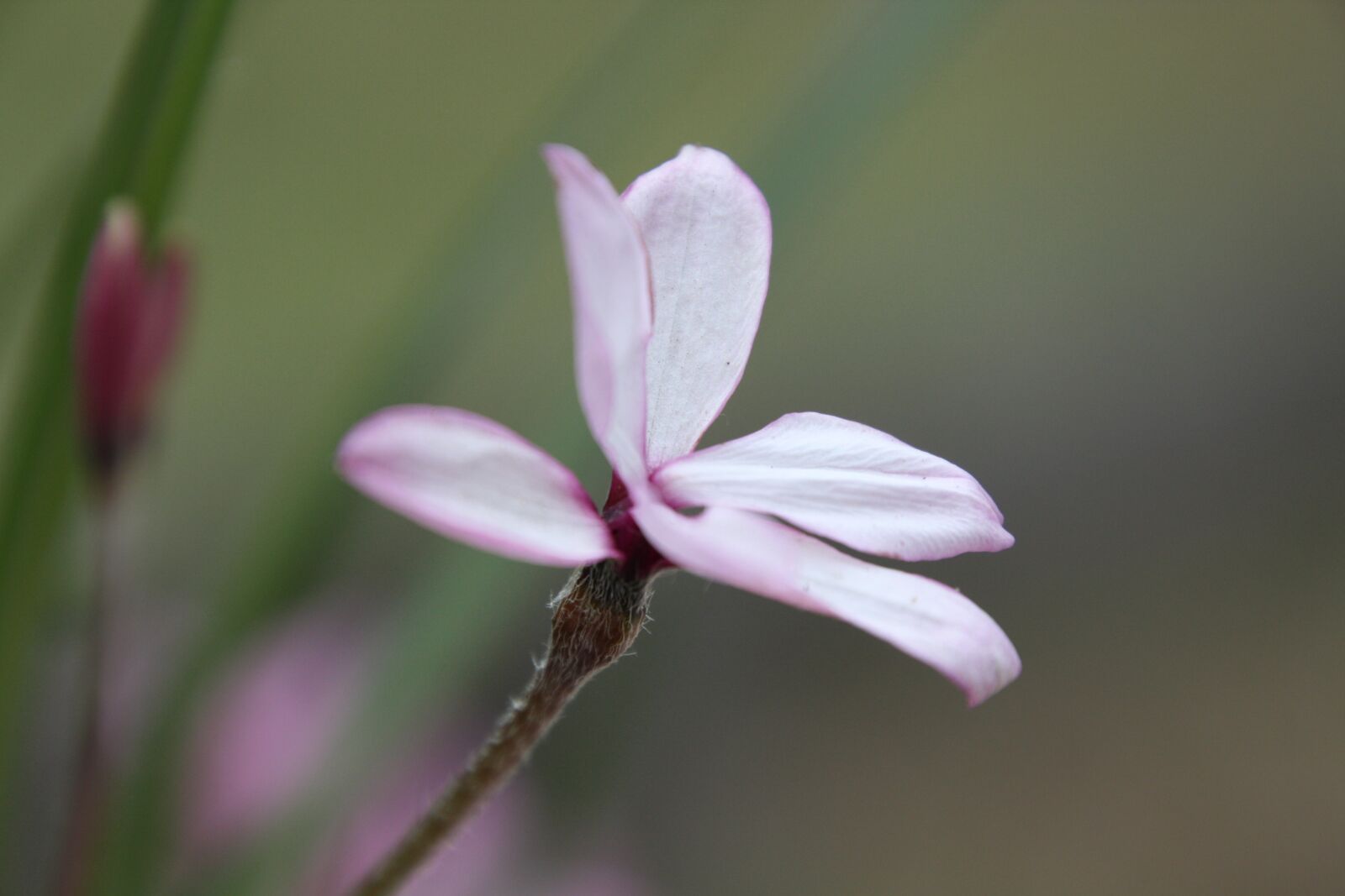 Canon EOS 450D (EOS Rebel XSi / EOS Kiss X2) sample photo. Flower, pink, pink flower photography