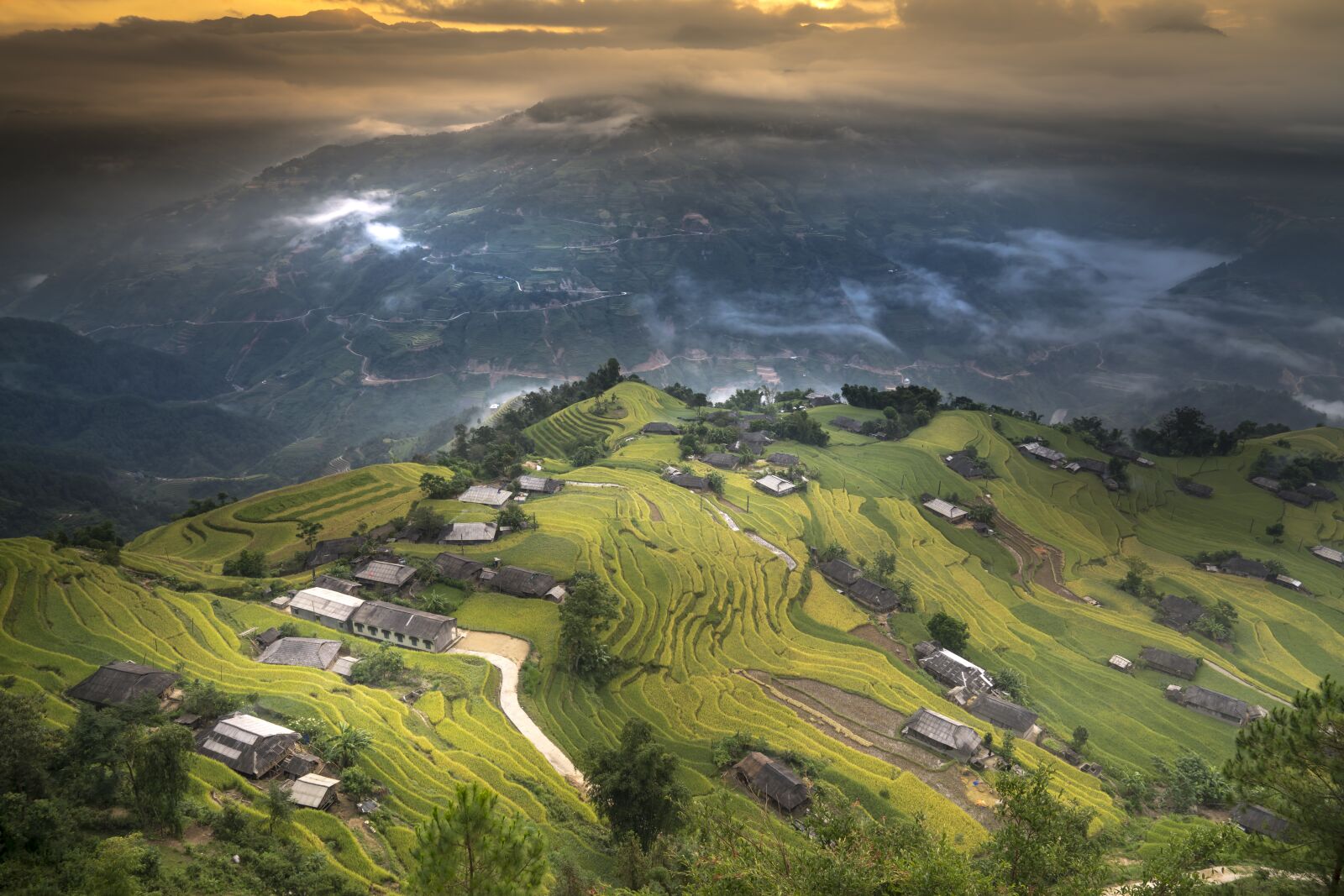 Sony a7R II + Sony FE 24-70mm F2.8 GM sample photo. Vietnam, rice, rice field photography